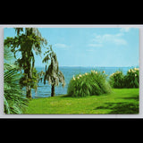 Vintage Postcard Lake Charles Louisiana Pampas Grass Spanish Moss Unposted View Pampas Grass