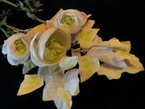 Vtg Millinery Flower Collection 1 1/2-2" White Ivory Ranunculus Ivy German H1727 Ranunculus