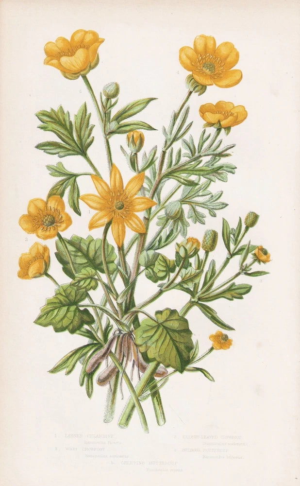Ranunculus ficaria flowers flowers botany botany Anne Pratt lithograph 1870 Ranunculus