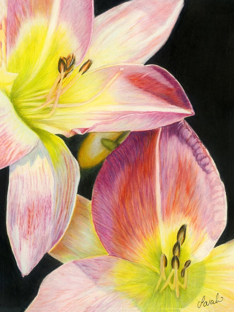 Lily Flowers Close Up, Coloured Pencil PRINT from an Original Drawing Lily