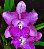 Orchid Cattleya Brassavola Bct SunCoast Pink Mermaids 4" pots Mad Happenings Orchids