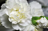 50 WHITE CARNATION Caryophyllus Grenadin Flower Seeds *Flat S/H Carnation