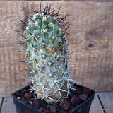 D3284 COPIAPOA COQUIMBANA pot10-H15-W7 cm MaMa Cactus Green Plant