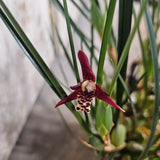 Maxillaria tenuifolia, the famous coconut-smelling orchid Orchids