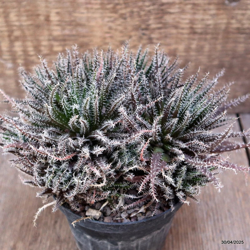 Spiky aloe-like succulent plant with gray-green leaves in dark round pot