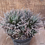 A2980 ALOE HAWORTHIA pot10-H12-W17 cm MaMa Cactus Green Plant
