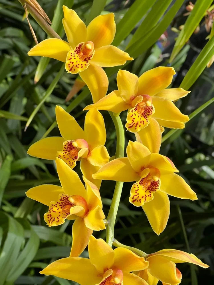 Yellow cymbidium orchid blossoms with speckled centers on green stems