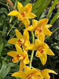 Cymbidium Mad Mouse 'Yellow'. Fragrant. ~ 1 Gallon Pot Orchids