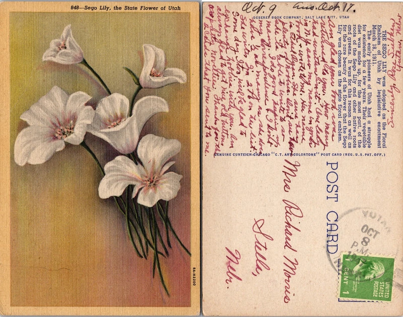 Two-sided postcard featuring a white lily flower illustration and handwritten message