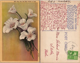 Sego Lily State Flower of Utah Postcard Lily