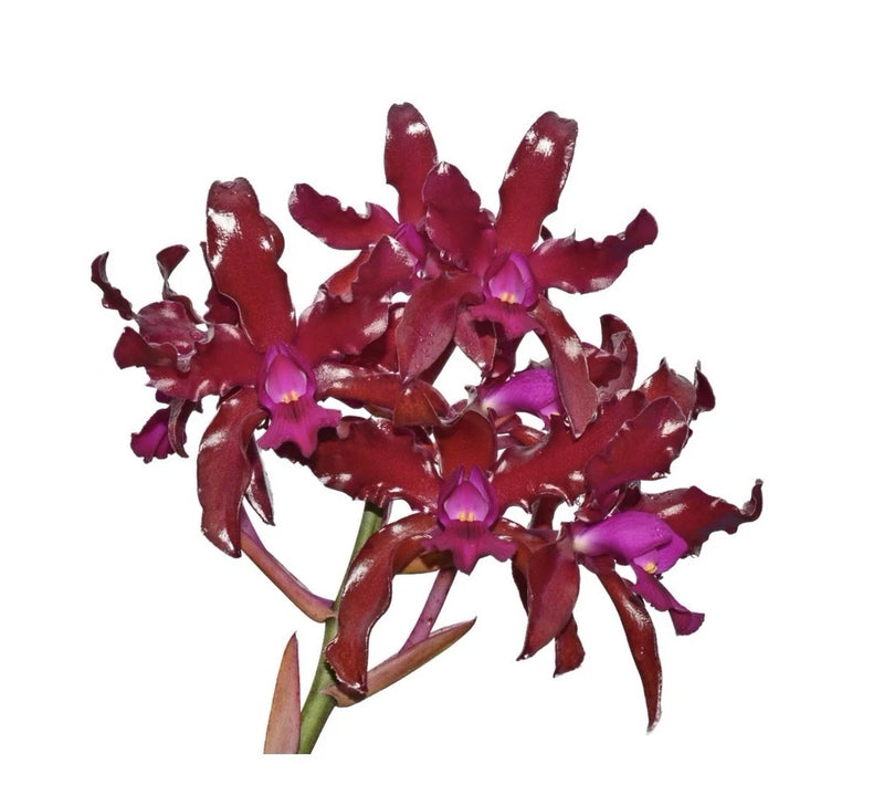 Raspberry purple and red orchid hybrid with clustered shiny flowers