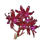 Lc. Mi Morena Raspberry Purple Red Shiny Flowers Orchid Hybrid 4.5Ó Pot Orchids