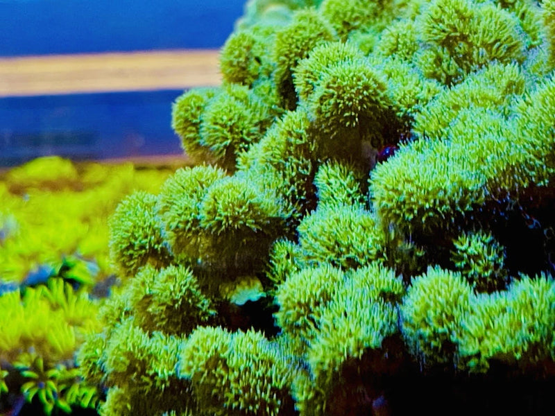 Green Pocillopora 1-2Ó Live Coral Anemone