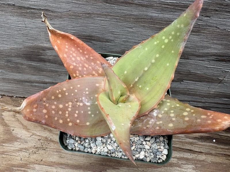 Aloe Tomentosa White Flower x Striata? Hybrid Seedling!! One Of A Kind!! Flowering Plants