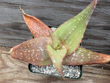 Aloe Tomentosa White Flower x Striata? Hybrid Seedling!! One Of A Kind!! Flowering Plants
