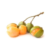 Fruit Quenepas Tree Seedling (Mamocillos/Limoncillos) Live Plant Green Plant