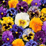 200+ Frizzle Sizzle Mix Pansy (Viola) Seeds for Garden - USA - FREE SHIPPING! Garden Plants