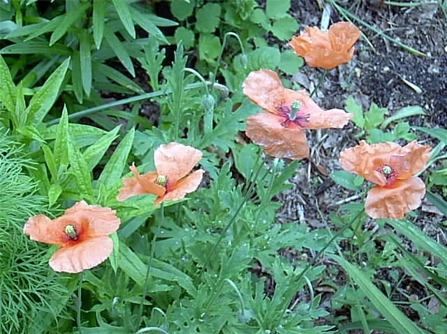 100 ANNUAL PINK POPPY SEEDS - Papaver ssp Garden Plants