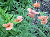 100 ANNUAL PINK POPPY SEEDS - Papaver ssp Garden Plants