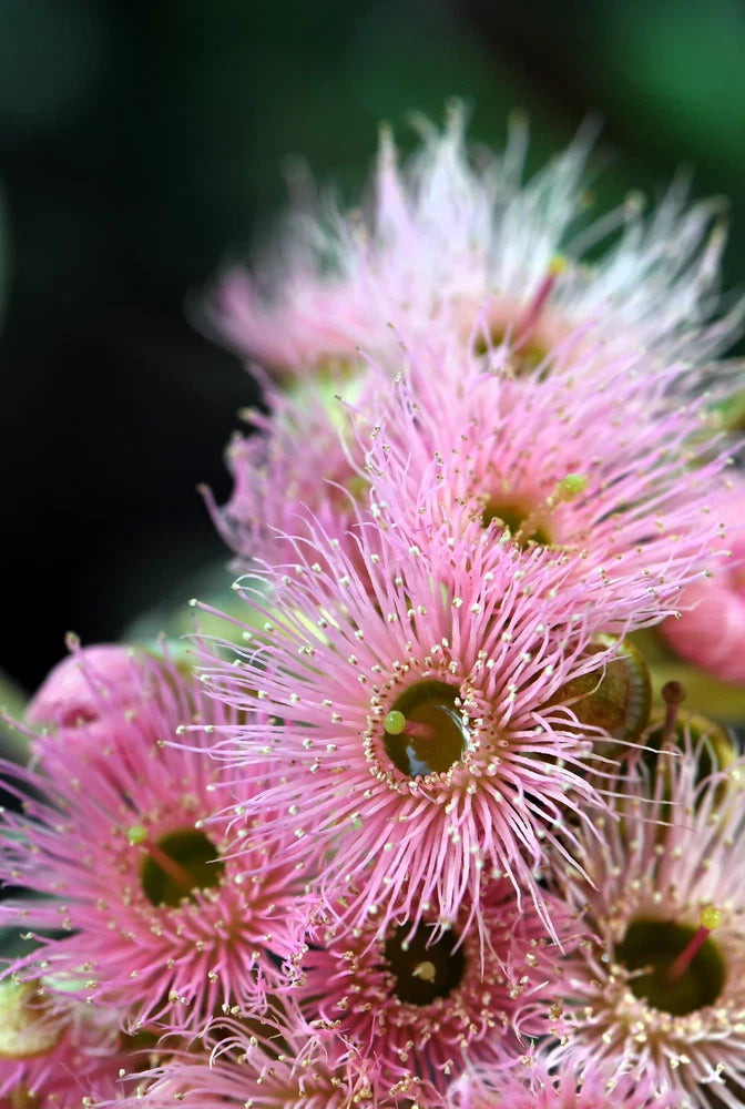 50 RED FLOWERING EUCALYPTUS Sideroxylon Mugga Ironbark Tree Seeds Flowering Plants