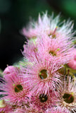 50 RED FLOWERING EUCALYPTUS Sideroxylon Mugga Ironbark Tree Seeds Flowering Plants