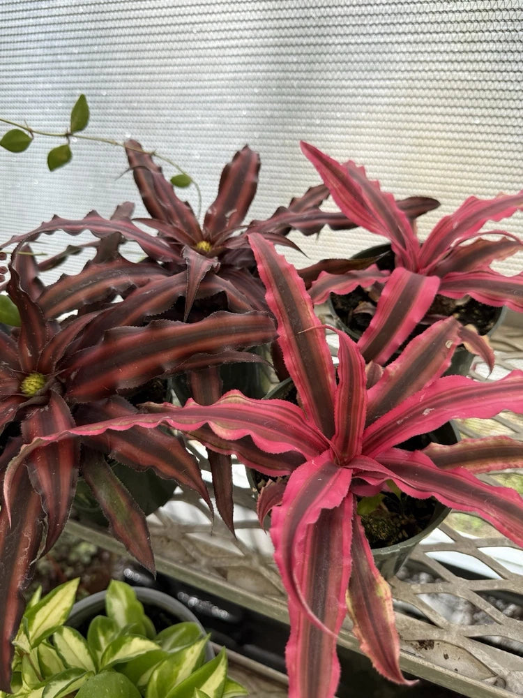 Pink and dark maroon striped cryptanthus bromelia plant with spiky leaves in pot
