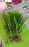 15 Rooted Live Boston Fern Plants Tropical Garden Organic Sheady Place Evergreen Garden Plants