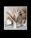 Natural Reed Pampas  Grass Dried Flower Palm  Plant  Tree Leaves Home Garden Pampas Grass