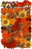 Orange Pressed Flowers, Authentic Natural Flowers, Resin Jewelry Craftsmanship S Dried Flower