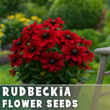 Rosette Rudbeckia Seeds 125+ Seeds Annual Flower Seeds Garden Garden Plants