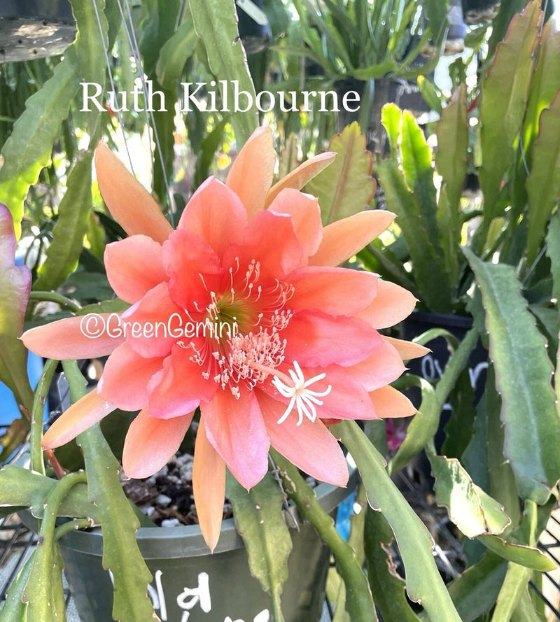 Epiphyllum orchid cactus with large pink-orange flower and green cactus stems