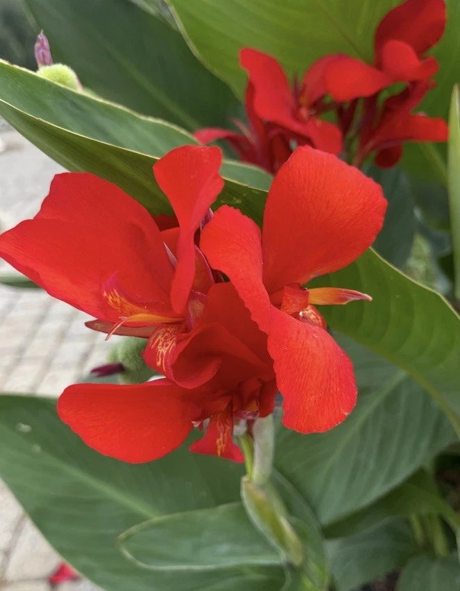 25 Canna Lily SEEDS~RED DAZZLER~Giant Red Flowers~FREE SHIPPING~USA Seller Lily
