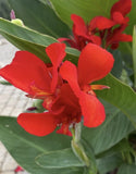 25 Canna Lily SEEDS~RED DAZZLER~Giant Red Flowers~FREE SHIPPING~USA Seller Lily