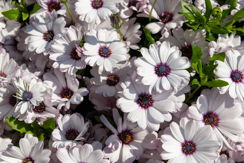 50 WHITE AFRICAN CAPE DAISY Dimorphotheca Sinuata Flower Seeds *Flat S/H Flowering Plants