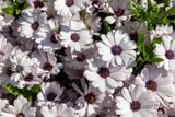 50 WHITE AFRICAN CAPE DAISY Dimorphotheca Sinuata Flower Seeds *Flat S/H Flowering Plants