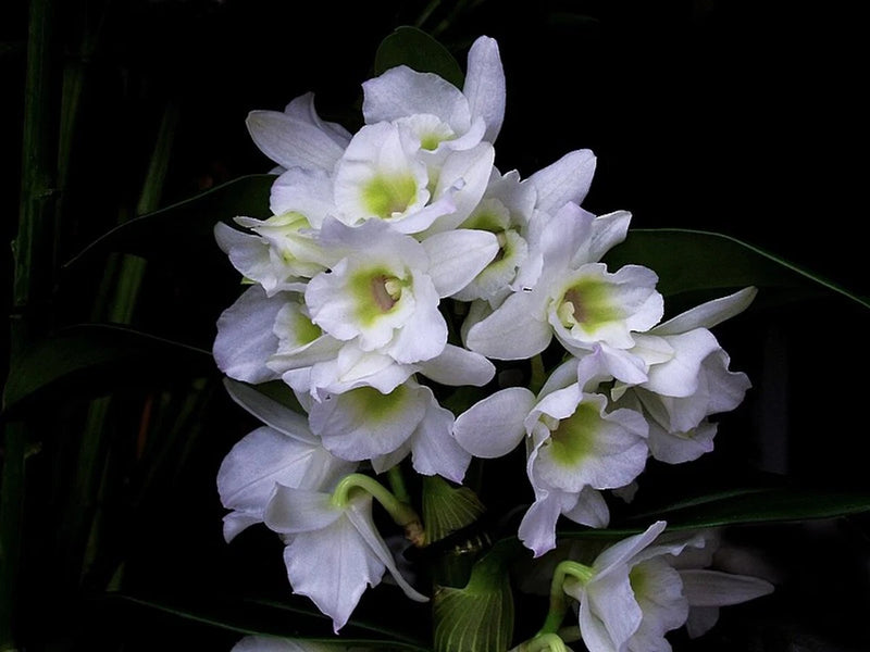 (230-4)Den.Spring Dream Apollon    BS   Fragrant Orchids
