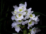 (230-4)Den.Spring Dream Apollon    BS   Fragrant Orchids