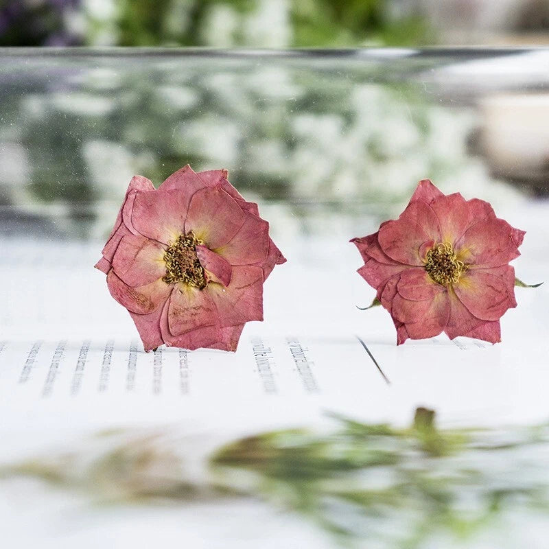 Dried pink rose flower specimens on white paper, two pressed blooms visible