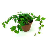 String of Frogs Houseplants Ficus Pumila Quercifolia, 2" Pot Green Plant