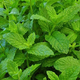 5000 Mojito Mint seeds Non-GMO Herb or 4"-7" Live Plant Tall fast grow herb mint,to Orchids