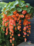 25+ Orange Weeping Begonia Seeds for Garden Planting - USA - FREE SHIPPING! Garden Plants