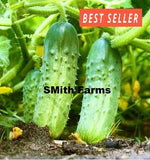15+ Seeds Snow's Fancy Pickling Cucumber Easy Vegetable Garden Planting Edible Garden Plants