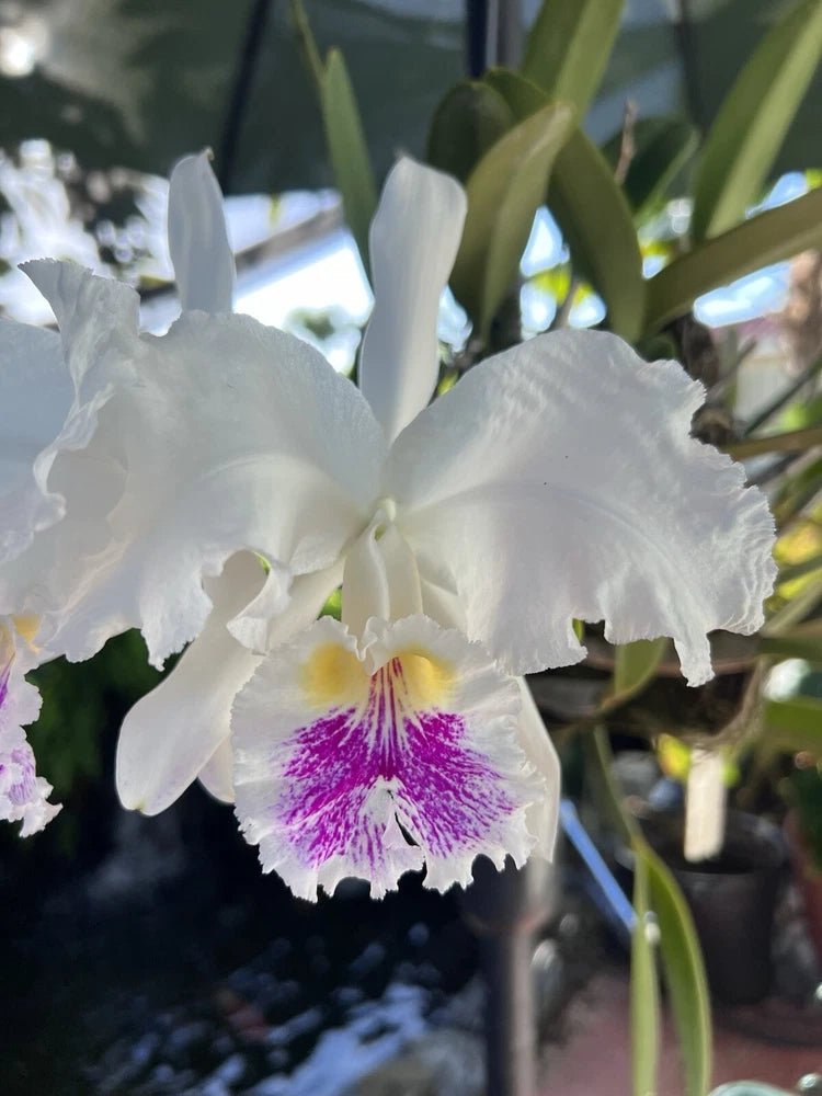 Cattleya Lueddemanniana orchid with white petals and purple center blooms