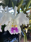 Cattleya Lueddemanniana ÒSemi AlbaÓ Orchids