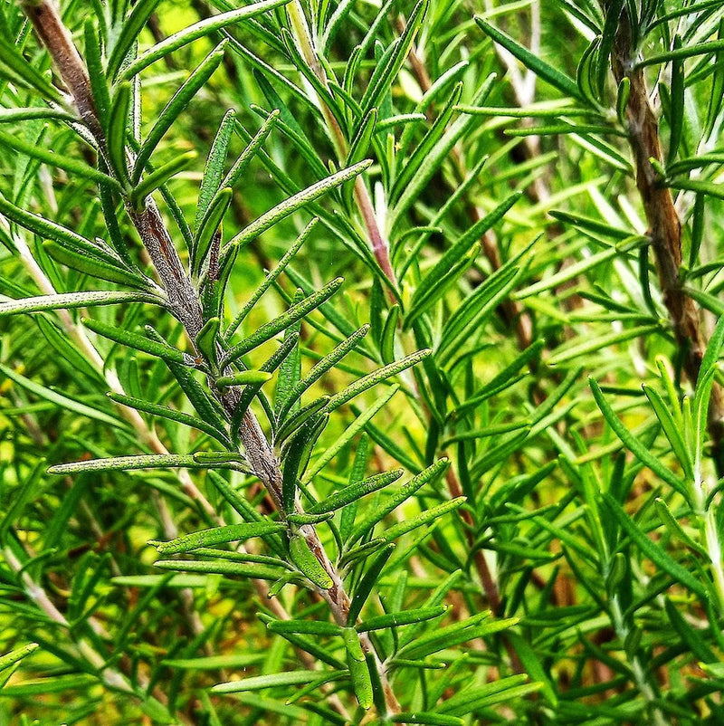 Rosemary Seeds - For 2026 Planting Blue Tuscan Perennial Herb Garden Garden Plants