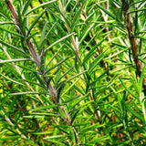 Rosemary Seeds - For 2026 Planting Blue Tuscan Perennial Herb Garden Garden Plants