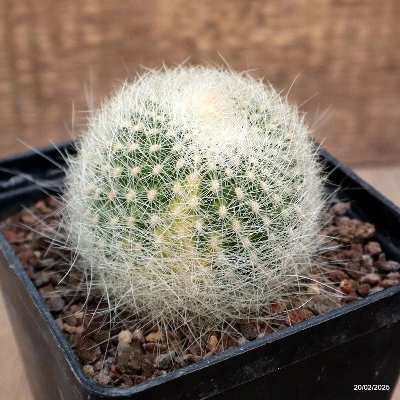 Variegated cactus plant in black square pot, fuzzy spines with green and cream tones