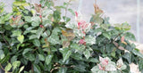Jasmine Variagate plant Orchids