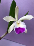 (656-4) Bc.Walter August 4 Stars x C.Green Vel Dressy 4N     BS Orchids