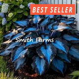 15+ Seeds Deep Toned Hosta Garden Perennials Thriving in Shaded Areas Garden Plants